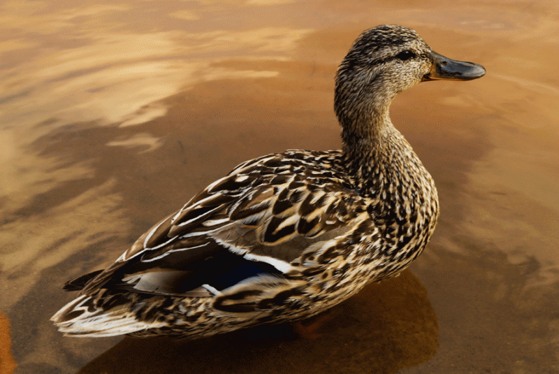 mama_mallard