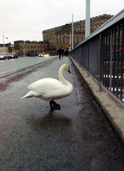 Miss Swan in Stockholm.