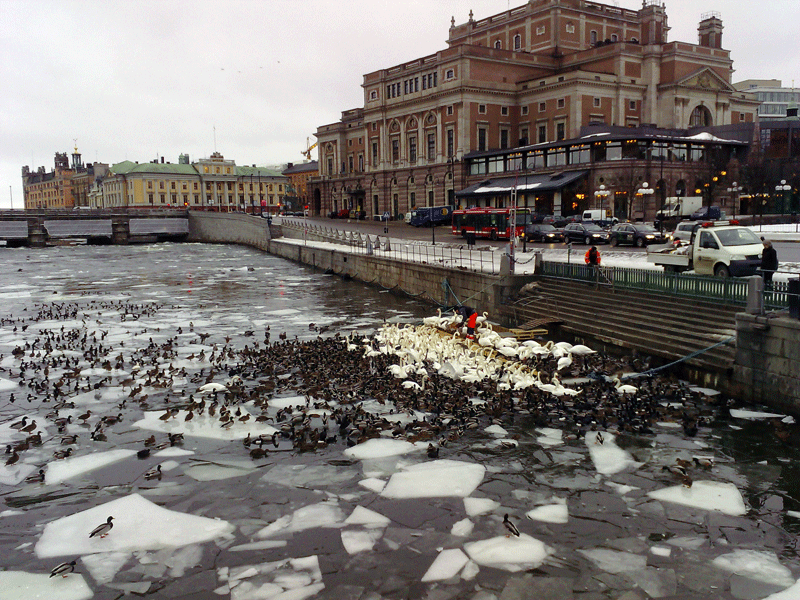 Swans being served lunch in Stockholm.